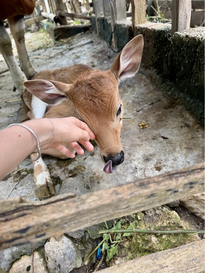 A calf on Nusa Penida